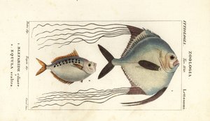 Afrikai pompano, Alectis ciliaris, Blepharis ciliaris, Blefaride ciliare 1 és pónihal, Poulain ruse, Leiognathus equulus 2 alkotó: Corsi Corsi