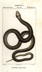 Amethystin python, Simalia amethistina alkotó: Corsi Corsi