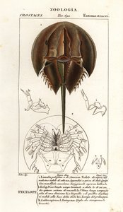 Atlanti patkórák, Limulus polyphemus