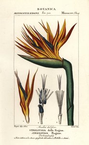 Paradicsommadár virág, Strelitzia reginae alkotó: Corsi Corsi
