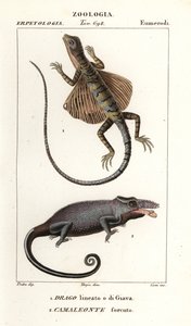 Közönséges repülő sárkány és kétszarvú kaméleon alkotó: Corsi Corsi