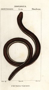 Közönséges sárgasávos kacicília, Ichthyophis glutinosus alkotó: Corsi Corsi