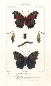 Európai pávalepke, Aglais io alkotó: Corsi Corsi