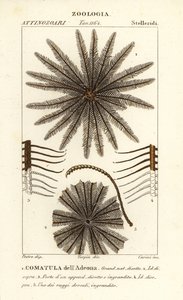 Tollcsillag krinoidea, Oligometrides adeonae, Comatula adeonae, Commatula dellAdeona alkotó: Corsi Corsi