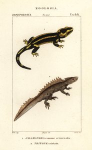 Tűzszalamandra, Szalamandra 1. szalamandra és tarajos gőte, Triturus cristatus (kritikusan veszélyeztetett) 2