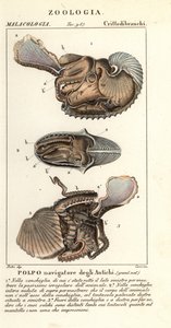 Nagy argonauta polip, Argonauta argo