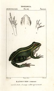 Zöldbéka, Pelophylax kl esculentus alkotó: Corsi Corsi