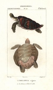 Zöld tengeri teknős, Chelonia mydas Veszélyeztetett alkotó: Corsi Corsi