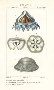 Sisakmedúza, Periphylla periphylla 1, Phorcynia cudonoidea 2 és Eulimene ciclophyllla 3