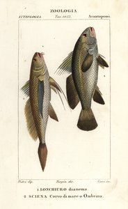 Longtail croaker, Lonchurus lanceolatus 1 és sovány, croaker, kősügér, árnyhal, Argyrosomus regius 2 alkotó: Corsi Corsi