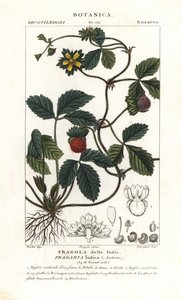 Mock eper, Potentilla indica alkotó: Corsi Corsi