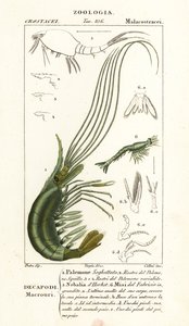 Narvál garnélarák, Leptostercan és Mysid Shrimp alkotó: Corsi Corsi