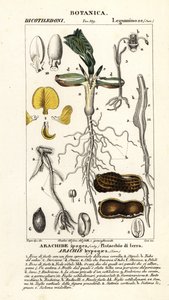 Földimogyoró vagy földimogyoró, Arachis hypogaea alkotó: Corsi Corsi