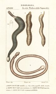 Földimogyoró férgek, Sipunculus nudus 1, Siphonosoma cumanense 4 stb. alkotó: Corsi Corsi