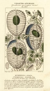 Plankton, Surirella striatula, Surirella striata alkotó: Corsi Corsi