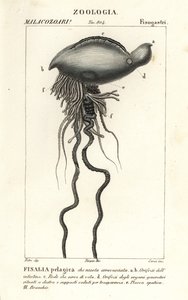 Portugál háborús ember, Physalia physalis alkotó: Corsi Corsi