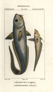 Nagyfejű gránátos vagy hagymaszemű gránátos, Macrourus berglax 1 és üreges gránátos, Coelorhynchus caelorhincus (Lepidoleprus coelorhinchus) 2