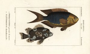 Zafír leányka, Pomacentrus pavo, pavone di mare 1 és harlekin édesajka, Plectorhinchus chaetodonoides, Plettorinco chetodonoides 2 alkotó: Corsi Corsi