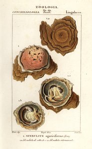 Spherulites agariciformis alkotó: Corsi Corsi