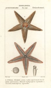 Tengeri csillag vagy tengeri csillag, Asterias rubens alkotó: Corsi Corsi