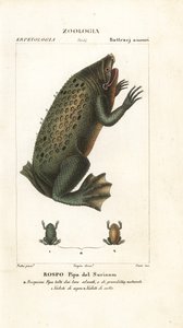 Surinami varangy, Pipa pipa