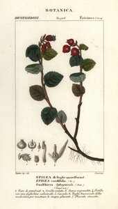 teabogyó, Gaultheria domingensis alkotó: Corsi Corsi