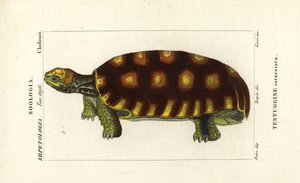 Sárgalábú teknős vagy brazil óriásteknős, Chelonoidis denticulatus Testudo tabulata Testuginne intarsiata alkotó: Corsi Corsi