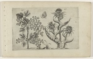 Aalbes en Mariadistel Ismerje meg a liliomokat (sorozat címe) alkotó: Crispijn van de Passe (I) (attributed to)