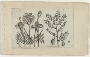 Tagetes és csicseriborsó Cognoscite lilia (sorozat címe) alkotó: Crispijn van de Passe (I) (attributed to)