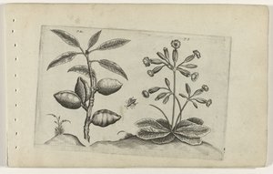 Amandelboom en gulden sleutelbloem Ismerje meg a liliomokat (sorozat címe) alkotó: Crispijn van de Passe (I) (attributed to)