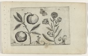 Assyrische appel en goudsbloem Ismerje meg a liliomokat (sorozat címe) alkotó: Crispijn van de Passe (I) (attributed to)