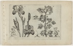 Bardiris és coralmeidoorn Cognoscite Lily (sorozat címe) alkotó: Crispijn van de Passe (I) (attributed to)