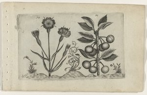 Bolderik en zure kers Ismerje meg a liliomokat (sorozat címe) alkotó: Crispijn van de Passe (I) (attributed to)