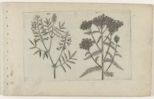 Boswikke en tuizendblad Ismerje meg a liliomokat (sorozat címe) alkotó: Crispijn van de Passe (I) (attributed to)