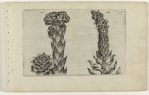 Thunderblade és ökörfarkkóró Cognoscite lilia (sorozat címe) alkotó: Crispijn van de Passe (I) (attributed to)