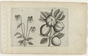 Háromszínű lila és alma Cognoscite lilia (sorozat címe) alkotó: Crispijn van de Passe (I) (attributed to)