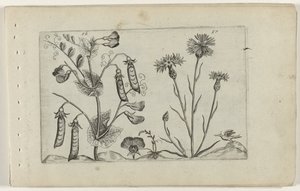 Erwt en korenbloem Ismerje meg a liliomokat (sorozat címe) alkotó: Crispijn van de Passe (I) (attributed to)