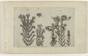 Közönséges bozót és seprűbokor Cognoscite lilia (sorozat címe) alkotó: Crispijn van de Passe (I) (attributed to)