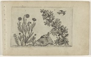 Gewone kamille en zuurbes Ismerje meg a liliomokat (sorozat címe) alkotó: Crispijn van de Passe (I) (attributed to)