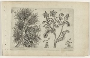 Grove den en bernagie Ismerje meg a liliomokat (sorozat címe) alkotó: Crispijn van de Passe (I) (attributed to)