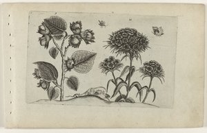 Hazel és Sweet William Cognoscite lilia (sorozat címe) alkotó: Crispijn van de Passe (I) (attributed to)
