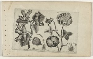 Hazelaar rózsákban Cognoscite Lily (sorozat címe) alkotó: Crispijn van de Passe (I) (attributed to)