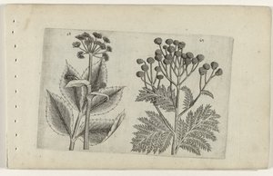 Hertswortel en boerenwormkruid Ismerje meg a liliomokat (sorozat címe) alkotó: Crispijn van de Passe (I) (attributed to)