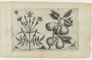 Jázmin és körte Cognoscite lilia (sorozat címe) alkotó: Crispijn van de Passe (I) (attributed to)