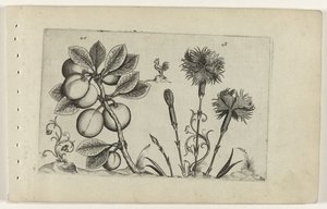 Kerspruit en tuinanjer Ismerje meg a liliomokat (sorozat címe) alkotó: Crispijn van de Passe (I) (attributed to)