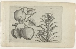 Kweepeer és muurbloem Cognoscite Lily (sorozat címe) alkotó: Crispijn van de Passe (I) (attributed to)