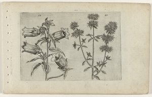Mariette óra és majoránna Cognoscite lilia (sorozat címe) alkotó: Crispijn van de Passe (I) (attributed to)