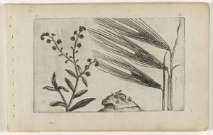 Mocsári nefelejcs és árpa Cognoscite lilia (sorozat címe) alkotó: Crispijn van de Passe (I) (attributed to)