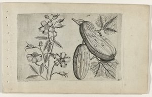 Muskusroos en komkor Ismerje meg a liliomokat (sorozat címe) alkotó: Crispijn van de Passe (I) (attributed to)