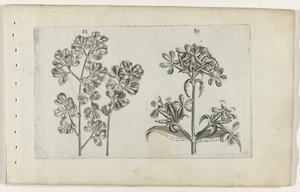 Fali páfrány és szappanfű Cognoscite lilia (sorozat címe) alkotó: Crispijn van de Passe (I) (attributed to)